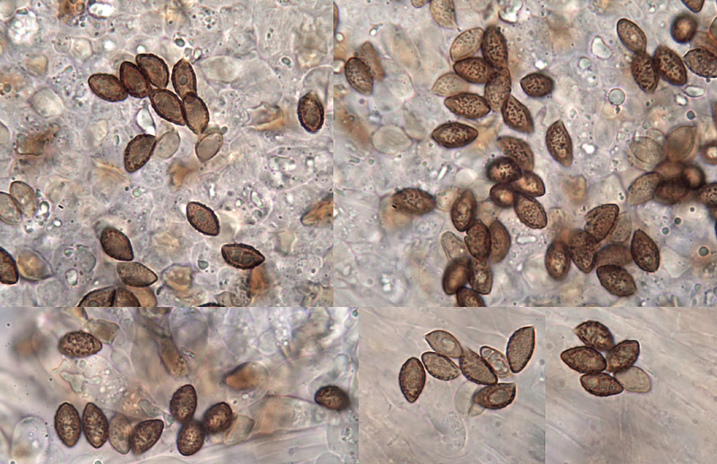 Cortinarius arcifolius spores Cortinarius arcifolius